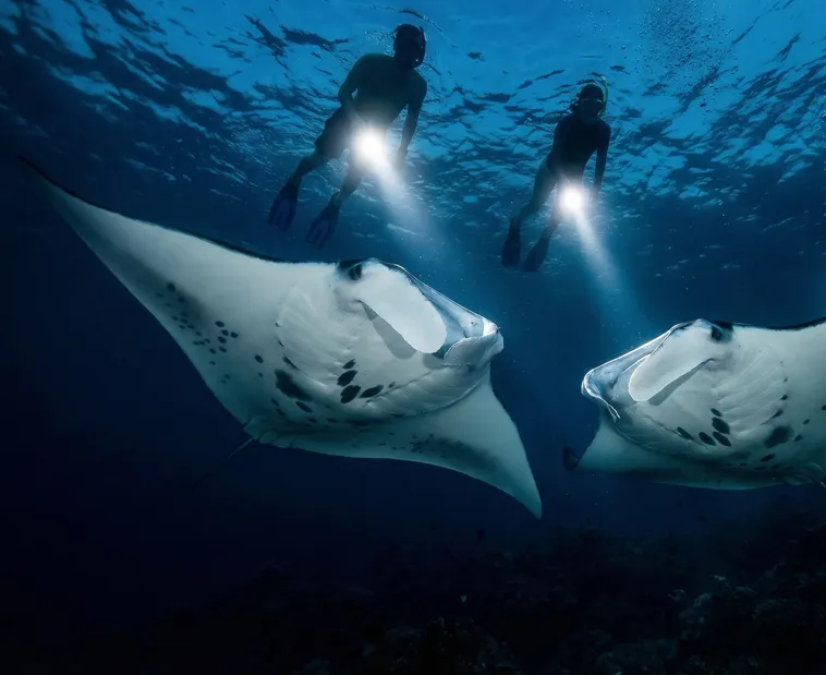 Two snorklers swim above two manta rays underwater
