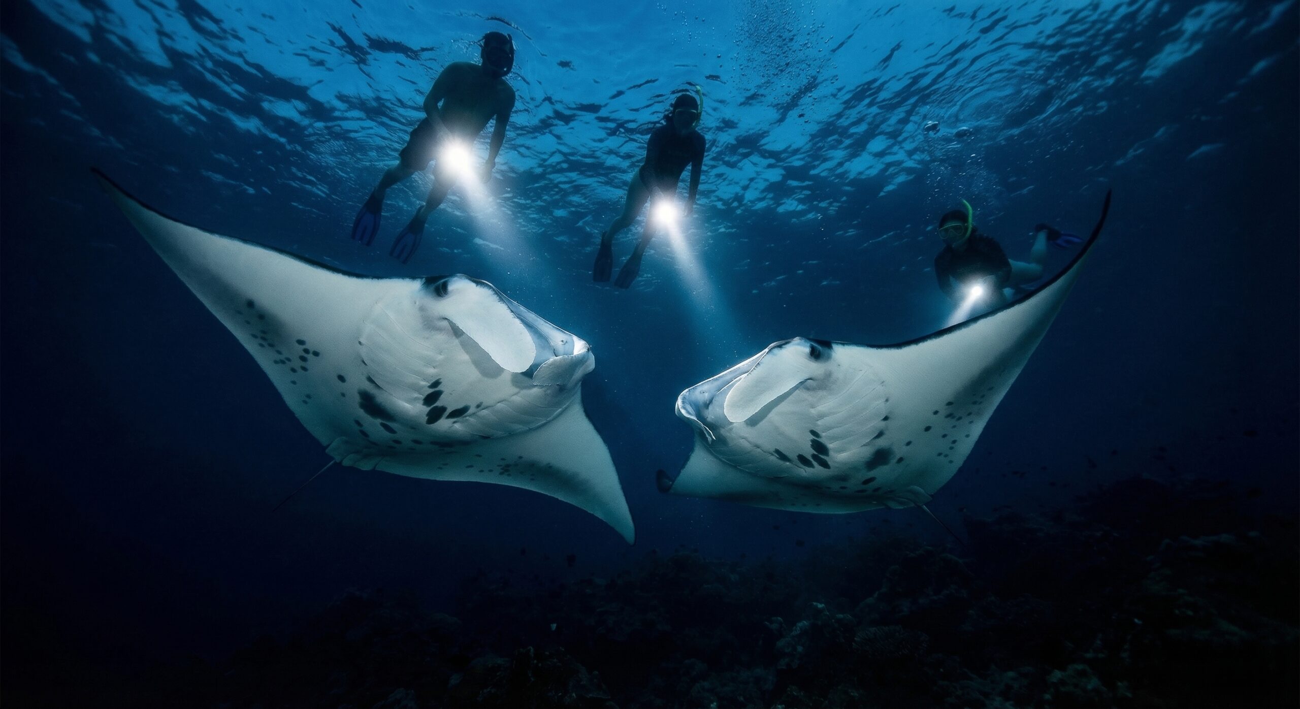 Manta Ray Dive