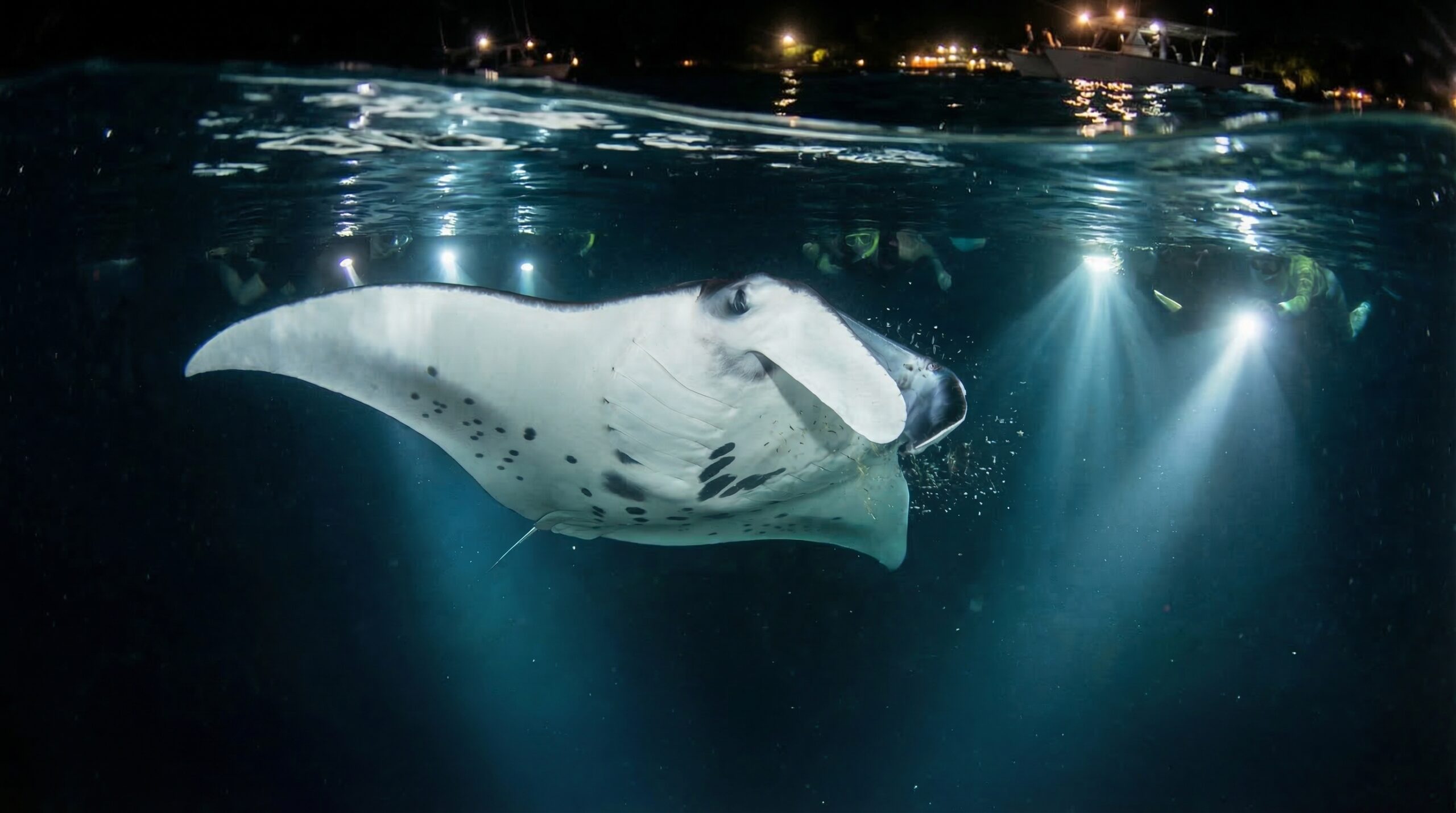 Manta Ray Dive